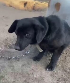 Anhängliche Kiera - 30 cm / 1 Jahr - mit VIDEO!