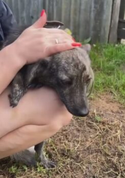💔Wer holt Thomas nach Hause?💔ca. 30 cm, 7,5 kg - mit VIDEOS