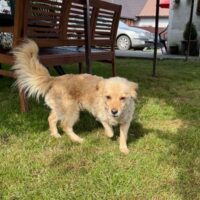 Danut, Rüde, Geb: Juli 2020, ca. 40 cm, kastriert, kennt Katzen (mit VIDEOS)