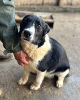 NAARO (♂) – geht im Kennel völlig unter / Rüde / geb. ca. 06/2024 / ca. 35-40cm (VIDEOS)