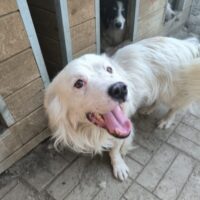 SIRUS (♂) Rüde geb. ca. 2023 Größe: ca. 35-40 cm (mit VIDEOS)