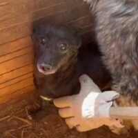 THILA (♀) Hündin geb. ca. 2022 Größe: ca. 25 cm Dackelbeinchen (VIDEO)