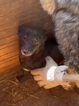 THILA (♀) Hündin geb. ca. 2022 Größe: ca. 25 cm Dackelbeinchen (VIDEO)
