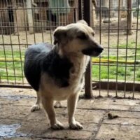 FRIEDA – Hündin, geb. ca. 2015/2016, ca. 35cm klein (VIDEOS)