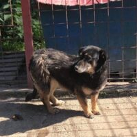 KAALI (♀) Hündin, geb. ca. 2018, ca. 30cm (VIDEOS) - wartet seit 2021 auf eine Chance