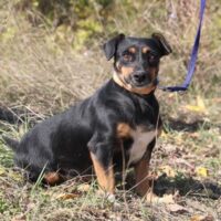 IVIE - geb. 06/2021 - 32 cm - 10 kg - Auf Pflegestelle in Deutschland