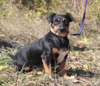 IVIE - geb. 06/2021 - 32 cm - 10 kg - Auf Pflegestelle in Deutschland