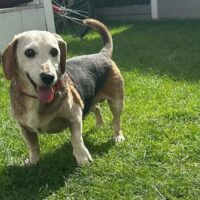 Liebenswerter Senior Marci in Viernheim/Hessen sucht ein Zuhause - mit Video