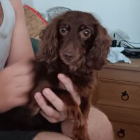 Zwerglanghaar Dame 9 Jahre