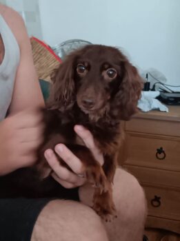 Zwerglanghaar Dame 9 Jahre