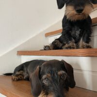 Dackelbrüder suchen neues zu Hause