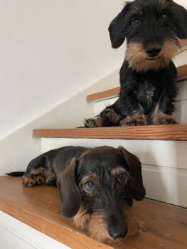 Dackelbrüder suchen neues zu Hause