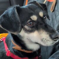 Yaya (geb. ca. 10/2023) - pfiffiges Dackelmix-Mädchen - auf Pflegestelle in Deutschland