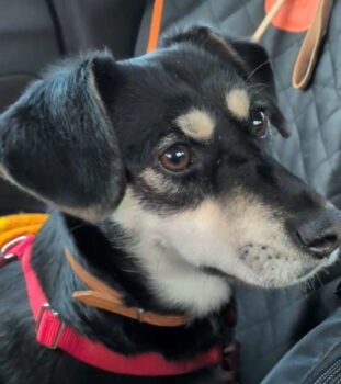 Yaya (geb. ca. 10/2023) - pfiffiges Dackelmix-Mädchen - auf Pflegestelle in Deutschland