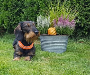 Frida, 3jährige Rauhaarhündin Standard, sucht ein neues Zuhause