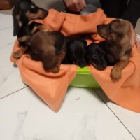 Zwerg Dackel Welpen!