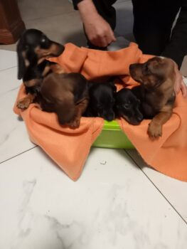 Zwerg Dackel Welpen!