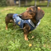 Dackelrüde Elvis sucht hinreißende Dackeldamen