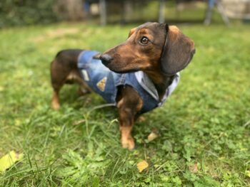 Dackelrüde Elvis sucht hinreißende Dackeldamen