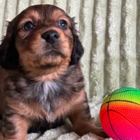 Dackel Welpe Langhaar Rüde & Hündin