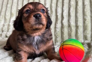 Dackel Welpe Langhaar Rüde & Hündin