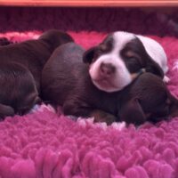 Zauberhafte Piebald Chocolate Hündin