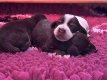Zauberhafte Piebald Chocolate Hündin