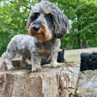 Suche Rauhaardackelhündin