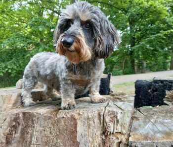 Suche Rauhaardackelhündin
