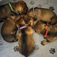 Rauhaardackel Welpen Standard, aus kontrollierter DTK/VDH Zucht!