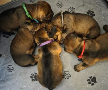 Rauhaardackel Welpen Standard, aus kontrollierter DTK/VDH Zucht!