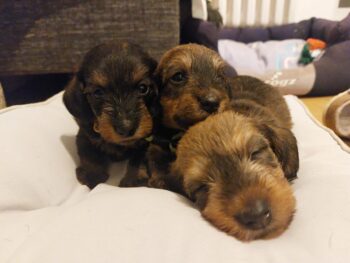 Zauberhafte rote Kaninchen/Zwergrauhaarrüden