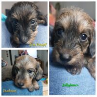 Zauberhafte rote/dkl. saufarbene Kaninchen/Zwergrauhaarrüden