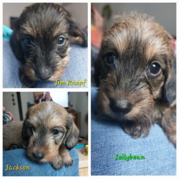 Miniaturansicht für das Anzeigenbild