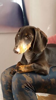 Dackelmädchen Pippa sucht ein liebevolles Zuhause ❤️