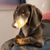 Dackelmädchen Pippa sucht ein liebevolles Zuhause ❤️