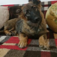 Kuzya (Rüde) / ca. 33-35 cm / ca. 1,5 - 2 Jahre