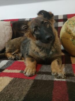 Kuzya (Rüde) / ca. 33-35 cm / ca. 1,5 - 2 Jahre