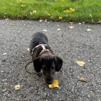 Leni, 6 jährige blinde Dackeldame