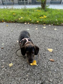 Leni, 6 jährige blinde Dackeldame