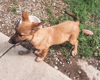Unser kleiner SAMMY - ein fröhlicher Herzensbub sucht Geborgenheit (30 cm / 5 kg)