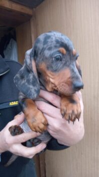 Merle Dackel Welpen!