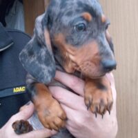 Merle Dackel Welpen!