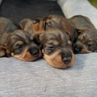 Rauhaardackelwelpen reinrassig