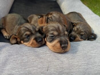 Rauhaardackelwelpen reinrassig