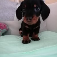 Zwergrauhaardackel aus Hobbyzucht