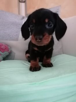 Zwergrauhaardackel aus Hobbyzucht