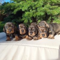 Dackel Welpen reinrassig