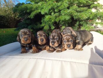 Dackel Welpen reinrassig