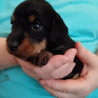 1 Hündin in Rauhaar Kaninchen/ Zwergdackel mit Ahnentafel